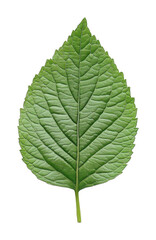 Obraz premium PNG Green leaf on white background.