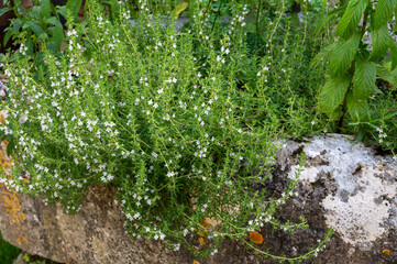 Obraz premium Spring blossom of pink aromatic kitchen herb thyme in French garden close up