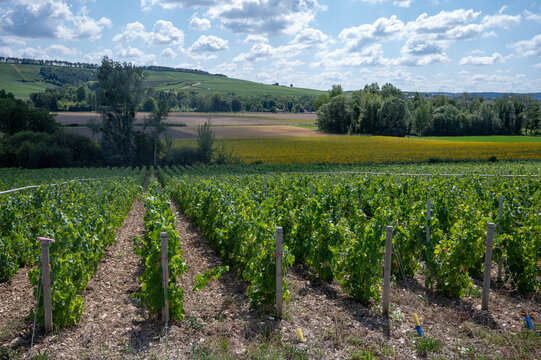 Champagne vineyards in the Cote des Bar area of the Aube department near Essoyes and Celles-sur-Ource, Champagne-Ardennes, France, Europe, wine making region
