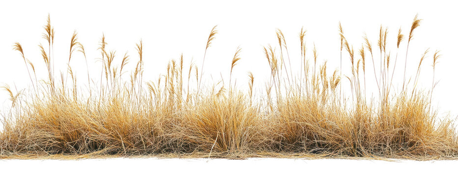 PNG Real savannah yellow grass vegetation background isolated.
