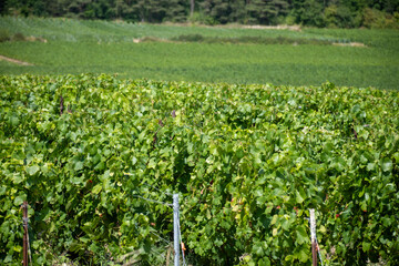 Fototapeta premium Champagne vineyards in the Cote des Bar area of the Aube department near Essoyes and Celles-sur-Ource, Champagne-Ardennes, France, Europe, wine making region