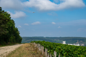 Obraz premium Champagne vineyards in the Cote des Bar area of the Aube department near Essoyes and Celles-sur-Ource, Champagne-Ardennes, France, Europe, wine making region