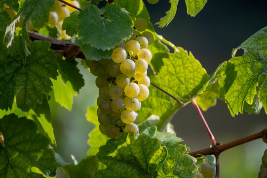 Ripe white riesling grapes on vineyards, harvest time in Calmont region with steepest vineyard in Europe on Moselle river valley, Bremm, Germany in sunny day in September