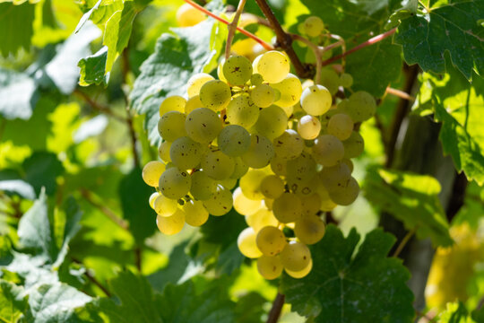 Ripe white riesling grapes on vineyards, harvest time in Calmont region with steepest vineyard in Europe on Moselle river valley, Bremm, Germany in sunny day in September