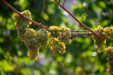 Ripe white riesling grapes on vineyards, harvest time in Calmont region with steepest vineyard in Europe on Moselle river valley, Ediger-Eller, Germany