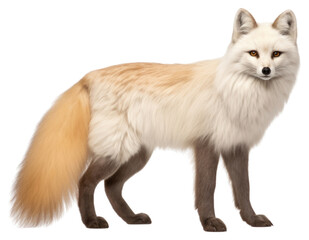 Fototapeta premium PNG Fox wildlife mammal animal.