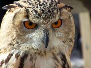 Obraz premium Close-up Portrait of an Owl with Intense Orange Eyes