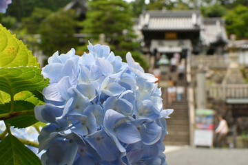 アジサイと寺院