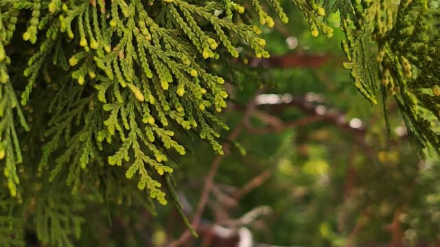 Detailed view of green pine or cedar branches with soft sunlight