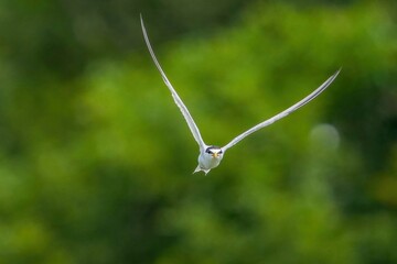 緑の背景をバックに正面から飛んでくるコアジサシのダイナミックな飛翔シーン