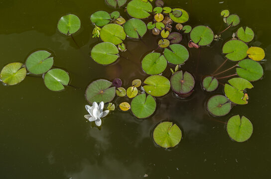 Water lilies floating on the surface of the water
