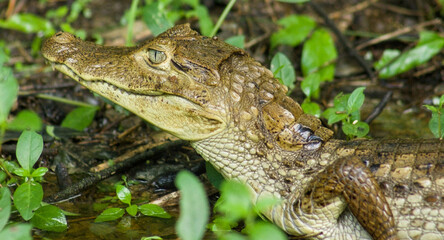 Retrato del cuerpo superior de una babilla o caim&aacute;n a orillas de un pantano en un bosque tropical colombiano
