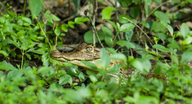Babilla escondida entre ramas en un bosque tropical colombiano
