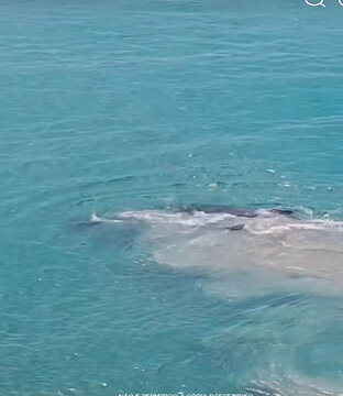 Baleia estave encalhada a beira mar