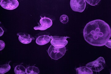 A group of blue Aurelia jellyfish illuminated with violet light floating in dark water creating an ethereal and vibrant background for design. © Tatiana