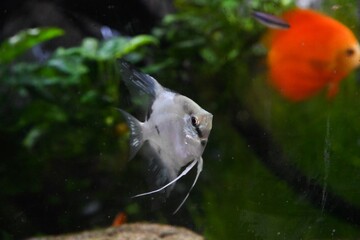 Obraz premium Single Paraiba angelfish in freshwater aquarium graceful tropical fish with long fins soft light and natural aquatic background