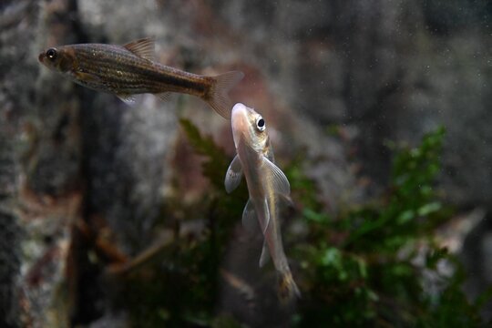 Small freshwater minnow Phoxinus lagowskii swimming underwater near stones and aquatic plants in clear water, natural river habitat, wildlife close up