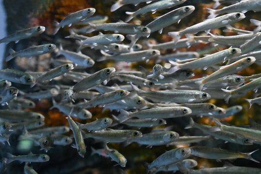Juvenile Baikal omul schooling underwater in clear freshwater, small silver fish swimming together in natural aquatic environment, wildlife and ichthyology