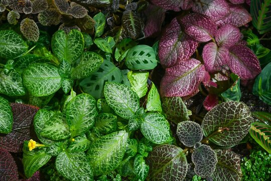 Colorful tropical foliage plants fittonia maranta and episcia growing together in humid garden display with textured leaves and vibrant patterns