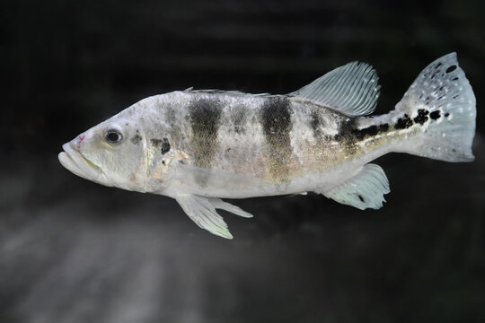 African cichlid fish with dark vertical bands swimming in freshwater aquarium clear side view popular ornamental species for home aquariums