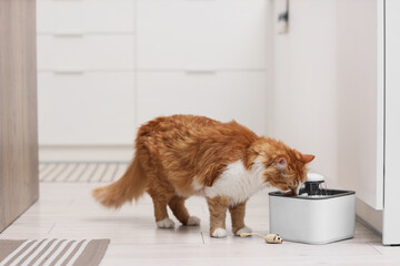 Cute fluffy cat drinking from water fountain in kitchen © Pixel-Shot