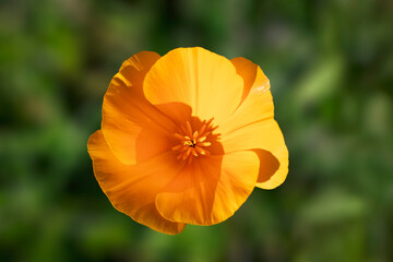 Naklejka premium Overhead closeup of a beautiful California poppy in a field