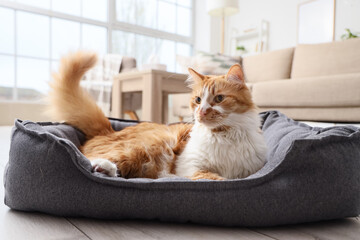 Cute fluffy cat in pet bed at home © Pixel-Shot