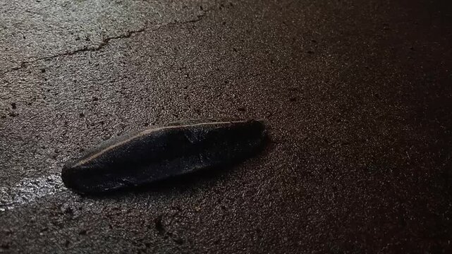 a tropical Leatherleaf Slug (Laevicaulis alte)