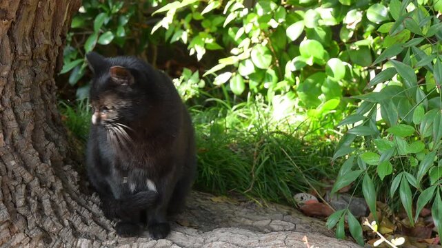 ひなたぼっこする黒猫