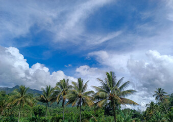 Obraz premium palm trees and blue sky