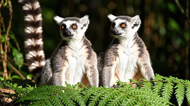 Two lemurs on a leafy branch