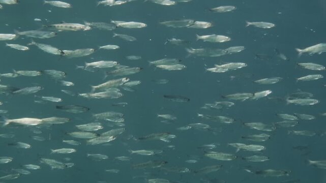 Sockeye salmon smolts in an alpine lake in the Pacific Northwest.