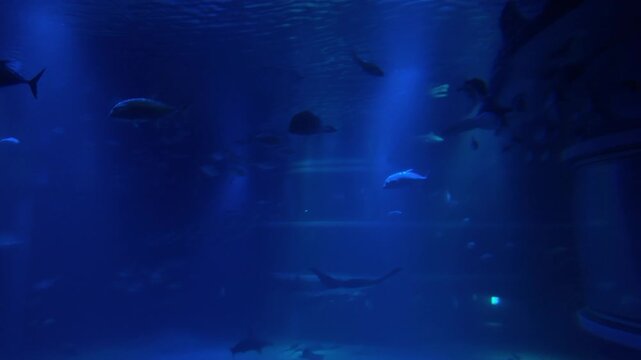 Ocean Sunfish Swimming in a Large Aquarium Tank in Japan