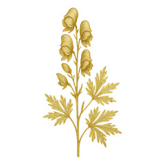 Fototapeta premium PNG Golden floral botanical illustration design