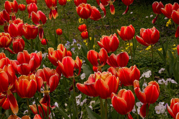 Fototapeta premium Close-up of bright red tulips in a garden.