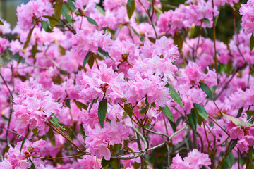 Naklejka premium ツツジ「春一番」 Rhododendron ‘Haruichiban’