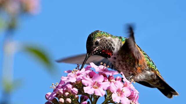Hummingbird feeding on pink flowers