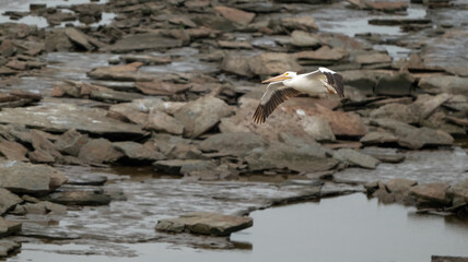 Flying American White Pelican Against Rocky Background
