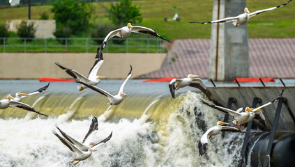 Flying American White Pelicans At Different Levels Below and Above A Dam