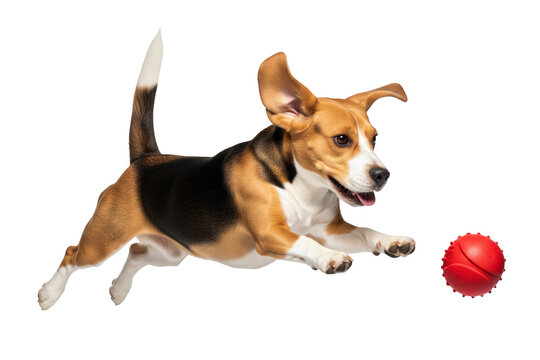 Beagle dog playing with a ball on a transparent background, png