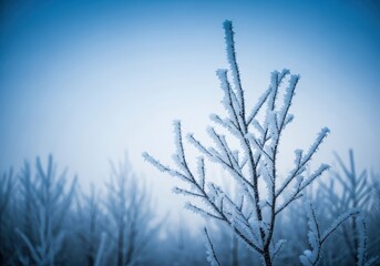 Delicate hoarfrost clings to dormant branches, transforming the quiet woodland into an icy, crystalline winter wonderland under a cold sky, landscape, sparkling, severe weather