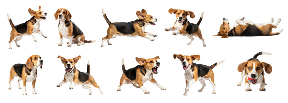 Beagle dog posing in different poses on a transparent background, png