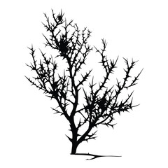 Obraz premium Thorny branch silhouette on white background