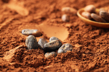 Many natural cocoa beans on powder, closeup