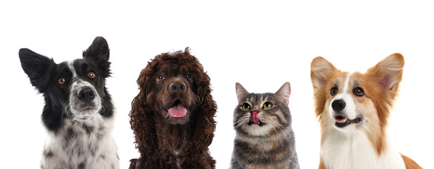 Dogs and cat looking at same point on white background