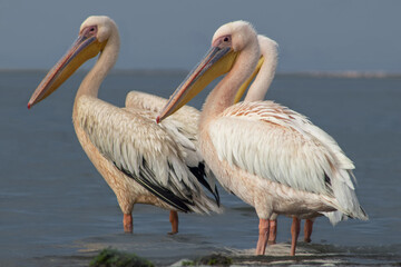 Obraz premium High-Quality Wildlife Image: African Pelican Flock Resting and Walking in Shallow Lagoon – Authentic Scene of Nature, Elegance, and Biodiversity