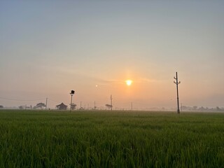 Obraz premium The moment of sunrise in the rice fields shrouded in mist with the silhouette of an electric pole