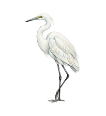 Obraz premium White Egret Standing Calmly and Gracefully Detailed Watercolor Illustration Side View