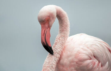 Fototapeta premium Detailed close-up of an African flamingo with bright plumage, curved beak, and elegant posture. Captured outdoors in soft light, showing the charm of exotic birdlife.