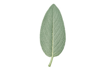 Obraz premium Fresh organic sage herb leaf with textured surface, a popular culinary ingredient preparing for cooking, transparent background